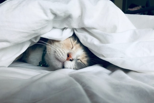 ベッドの猫